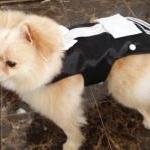 Dog Tuxedo Harness: Ring Be..