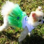 Tutu Seaside Wedding Dog C..
