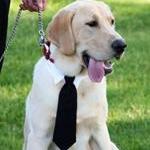 Dog Necktie For..